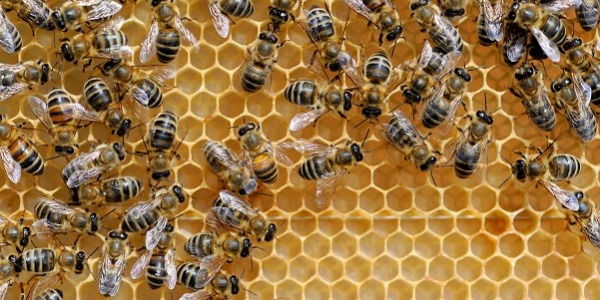 De las abejas hasta tu paladar una experiencia nueva que te hará amar el hidromiel